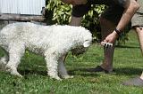 LAGOTTO CAVAGE 033